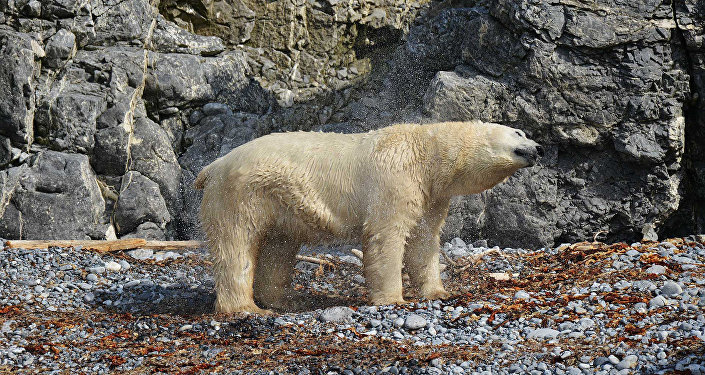 Белый медведь на острове Пуховый. Новая Земля. 2016