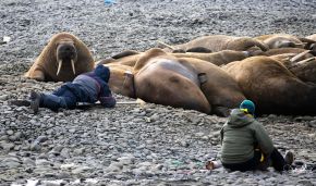 Researchers use sparing methods to study polar bears and Atlantic walruses in Russian Arctic National Park