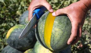Surprise from Russian scientists: Melons can ripen in the Arctic