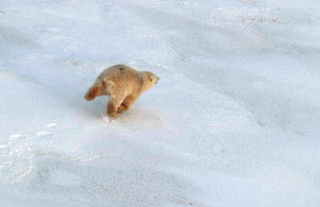 Росприроднадзор отловил «конфликтного» белого медведя в ЯНАО