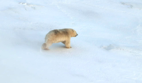 Фото белых медведей, сделанные в ходе авиаучёта в заповеднике «Медвежьи острова»