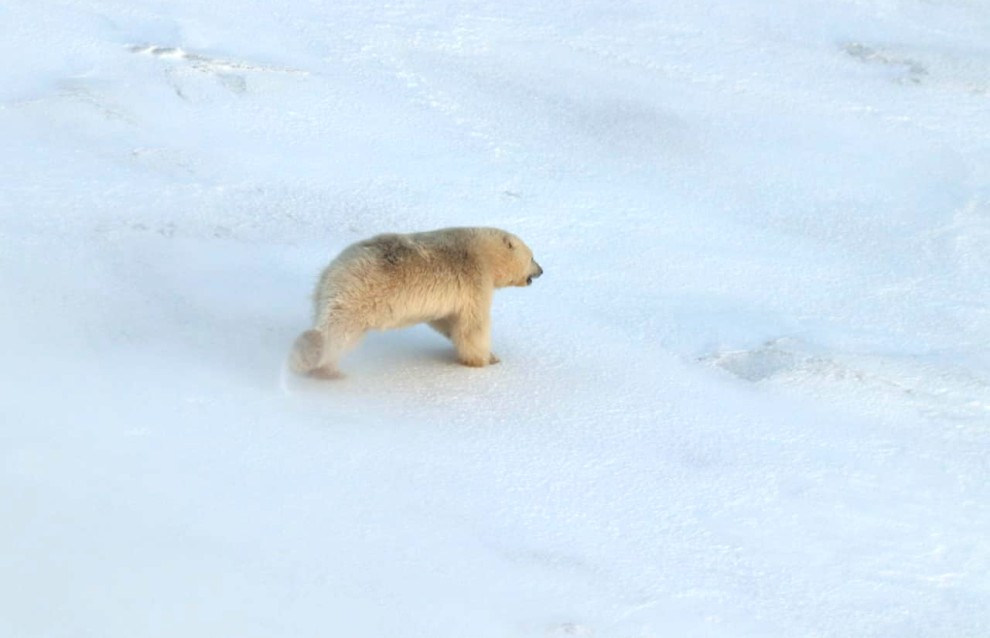 Photos of polar bears taken during the count in the Medvezhyi Islands Nature Reserve