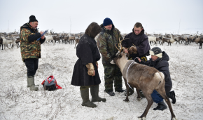 Measuring reindeer