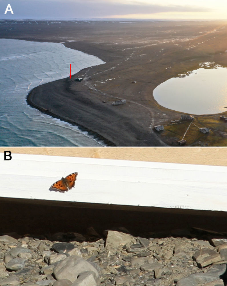Butterfly’s location and where it was sighted Butterfly’s location and where it was sighted