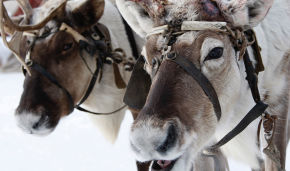 Northern Fleet marines learn to drive reindeer and dog sleds