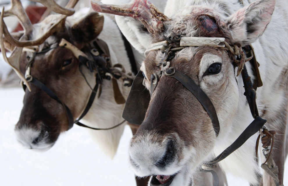 Northern Fleet marines learn to drive reindeer and dog sleds