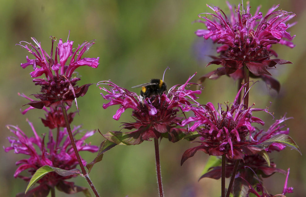 Researchers discover five unusual bumblebee varieties on a Barents Sea island