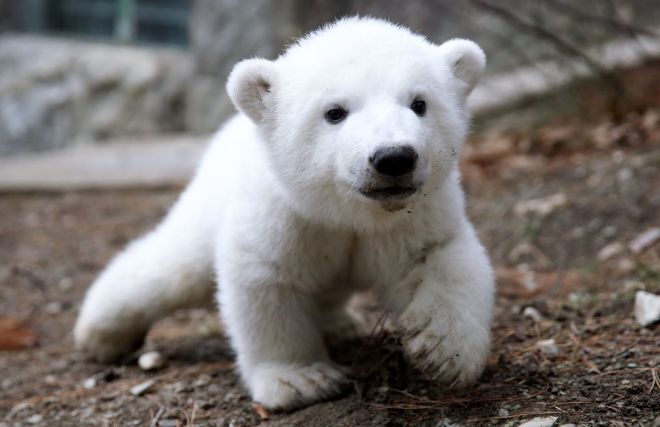 Росприроднадзор: стратегия сохранения белого медведя в России будет принята до конца года