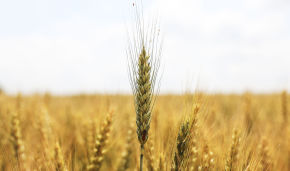 Russian scientists use bacteria to increase wheat yield by 30 percent