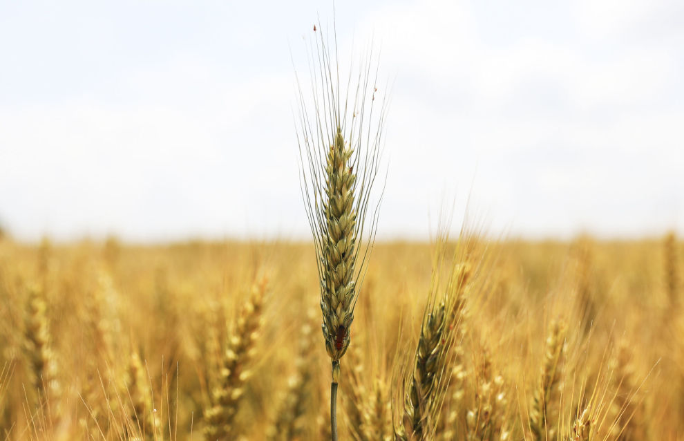 Russian scientists use bacteria to increase wheat yield by 30 percent
