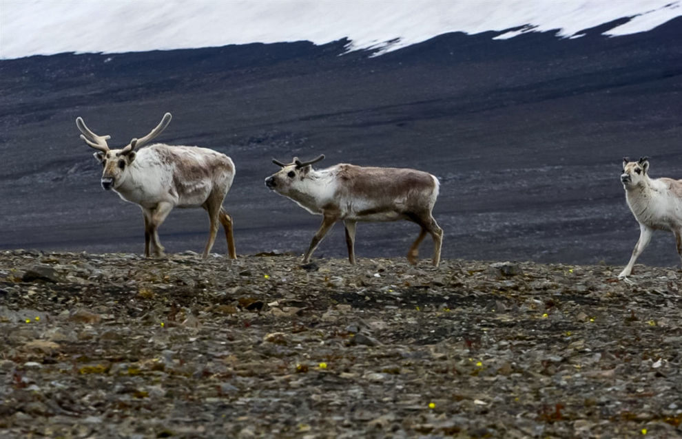 A herd of Novaya Zemlya reindeer