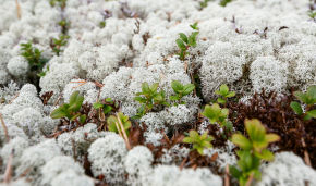Учёные ТГУ: В Арктике вместо ягеля стала чаще расти трава