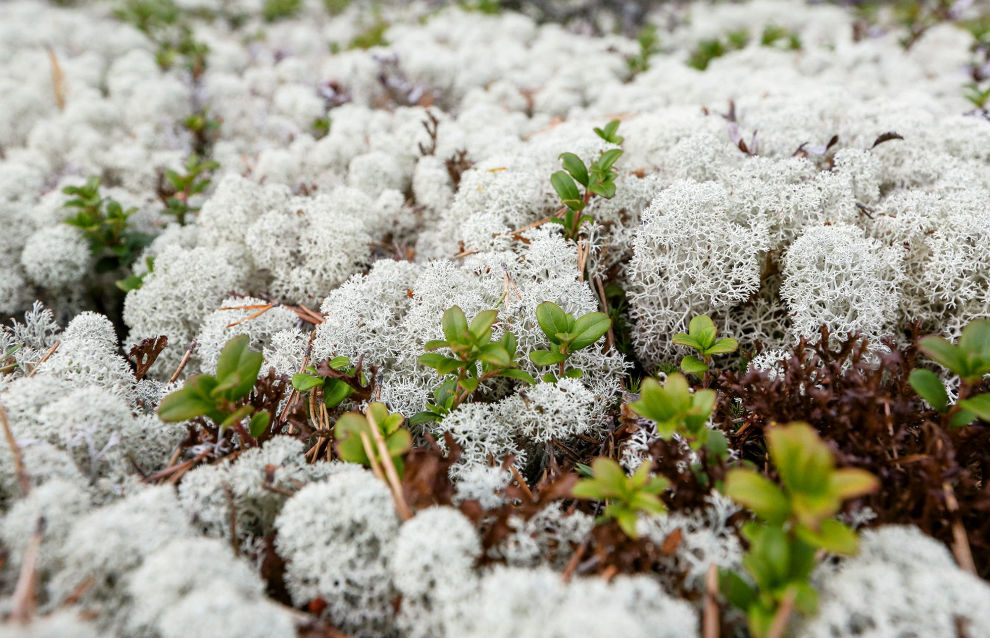 TSU scientists: Grass grows in the Arctic more often than reindeer moss