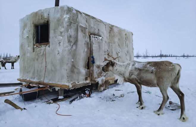 Nomadic Taimyr reindeer breeders and fishermen to get snap-together homes