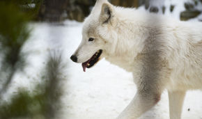 China clones Arctic wolf for the first time