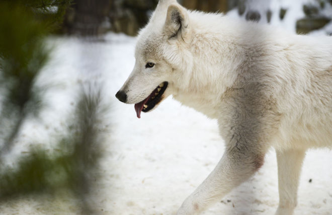 Впервые в мире был клонирован арктический волк