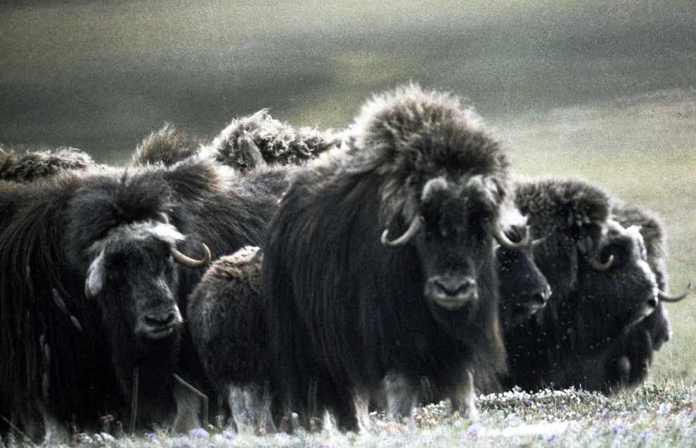 Moscow scientists continue studying Yamal musk ox populations