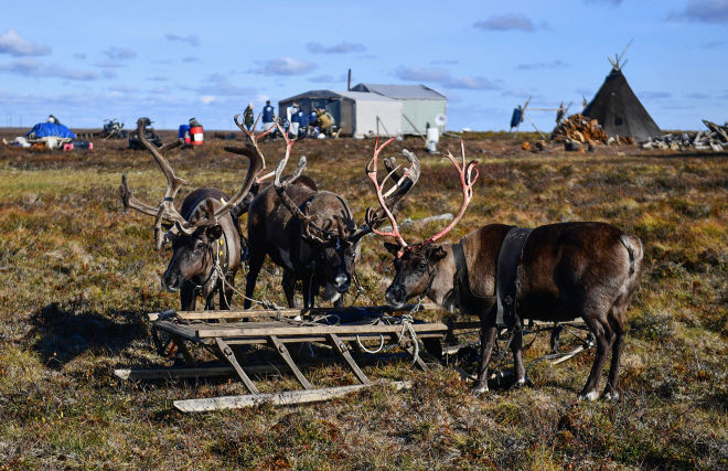 Nenets reindeer herders’ migration routes change due to cell towers