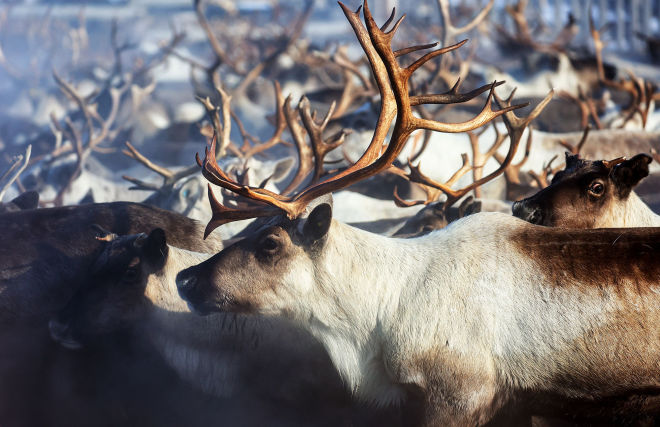 Стадо северных оленей