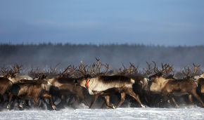 Yakutia's reindeer herd grown to 171,000