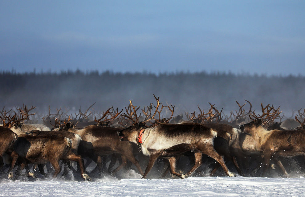 Yakutia's reindeer herd grown to 171,000