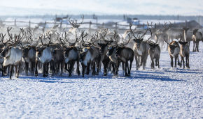 Ministry for the Development of the Russian Far East and Arctic to support reindeer breeding and modernization of greenhouse facilities in the Nenets Autonomous Area