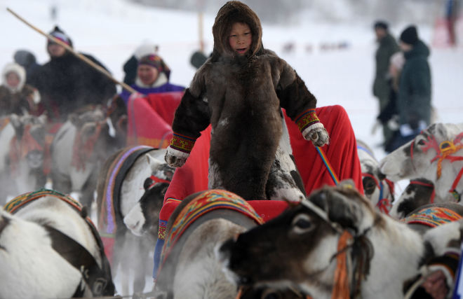 Yakutia preparing for International Traditional Reindeer Breeding Championship
