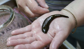 New leech species discovered in the Arctic by Russian scientists