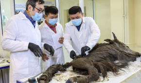 В СВФУ учёные Музея мамонта провели вскрытие древнего бизона