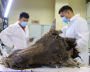 В СВФУ учёные Музея мамонта провели вскрытие древнего бизона