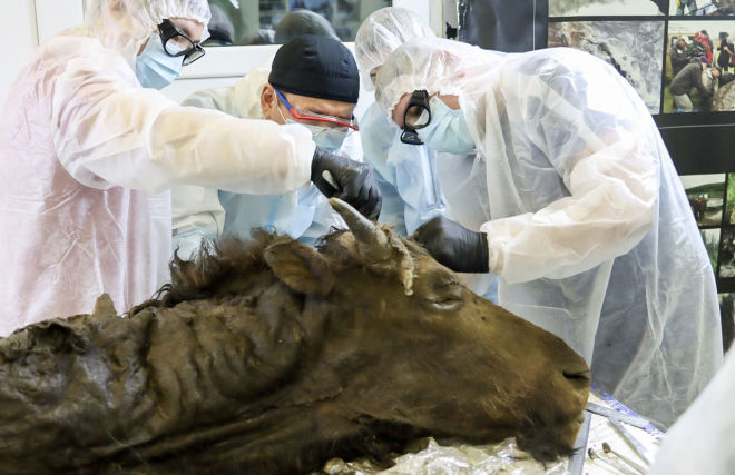 Scientists at the Mammoth Museum dissect an ancient bison at NEFU