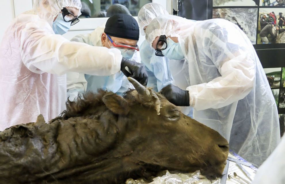 Scientists at the Mammoth Museum dissect an ancient bison at NEFU