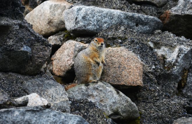Ancient ground squirrel mummy found in Canadian Arctic