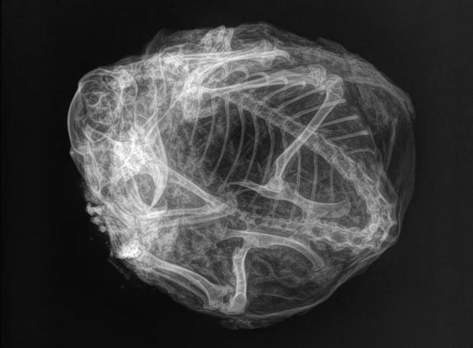 X-ray of a squirrel mummy