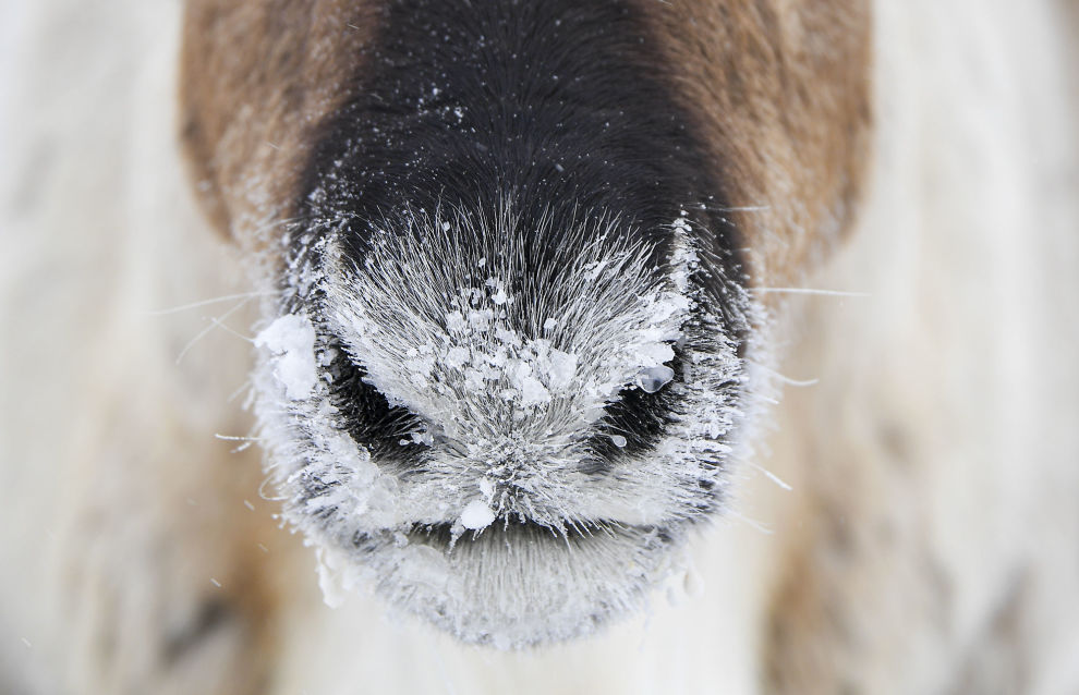 A reindeer’s nose