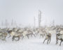 Reindeer at the Kharp ethnic reindeer camp