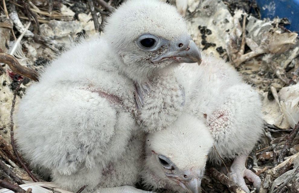 Record number of gyrfalcons spotted in Yamal