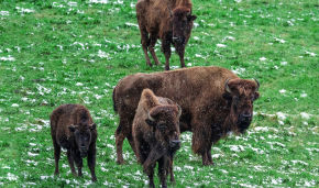 Buffalos from Denmark to be brought to a protected nature area in the Priuralsky District, Yamal-Nenets Autonomous Area