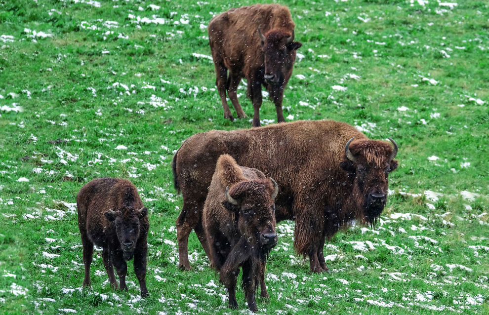 Buffalos from Denmark to be brought to a protected nature area in the Priuralsky District, Yamal-Nenets Autonomous Area