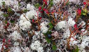Plant life appeared in Arctic earlier than scientists thought

