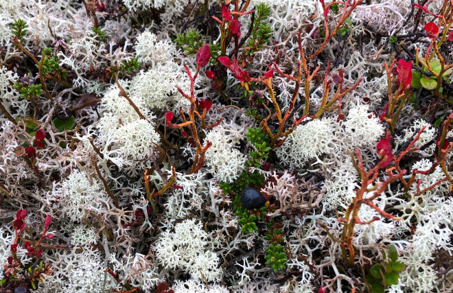 Plant life appeared in Arctic earlier than scientists thought

