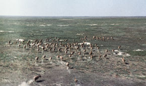 Researchers find bones of ancient saiga antelope near Taimyr