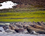 Atlantic Walruses, Apollonova Island