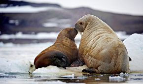 Cameras installed in Franz Josef Land to study walruses