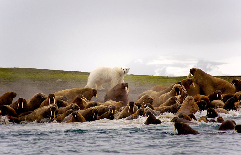 Scientists: Polar bears and walruses can be friends 