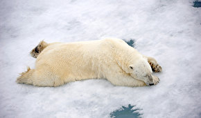 Vaigach national park may appear to help save the polar bear population