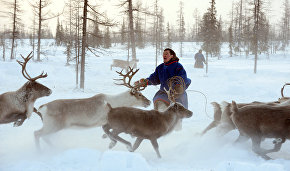 Camp of reindeer herders