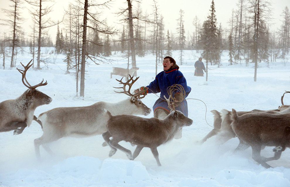 Tribal communities in the Nenets Autonomous Area to receive subsidies to increase reindeer population