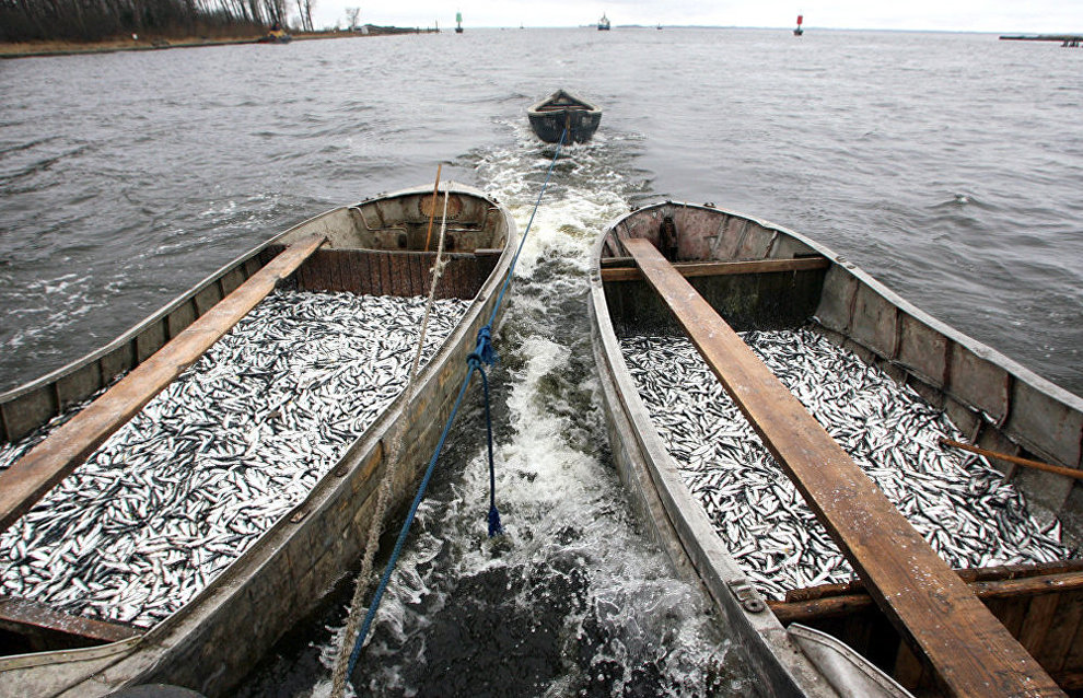Fish catch restrictions to be introduced for indigenous peoples of the North