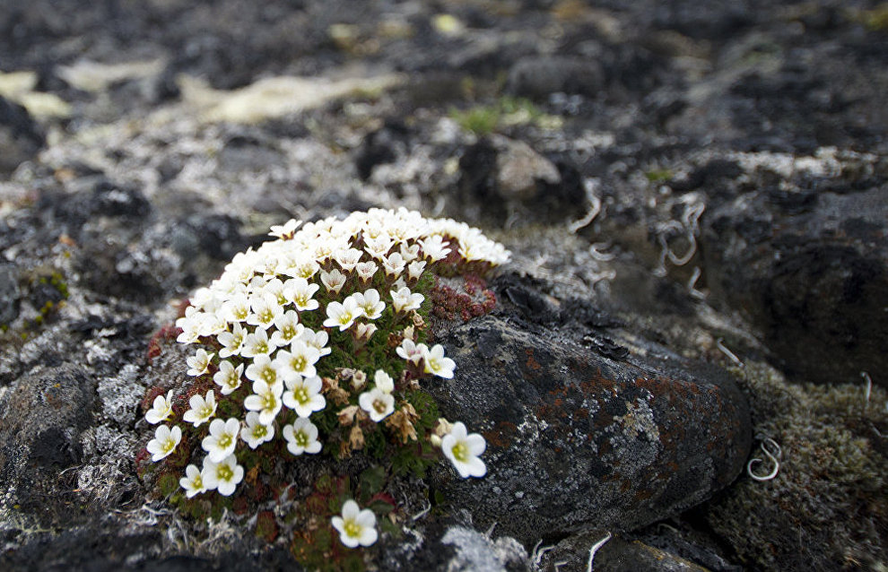 Russia pledges $30,000 a year for conservation of Arctic flora and fauna